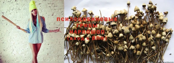 дурь Новокубанск