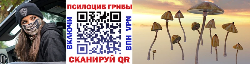 Галлюциногенные грибы Psilocybe  ОМГ ОМГ рабочий сайт  Красноармейск  закладка 